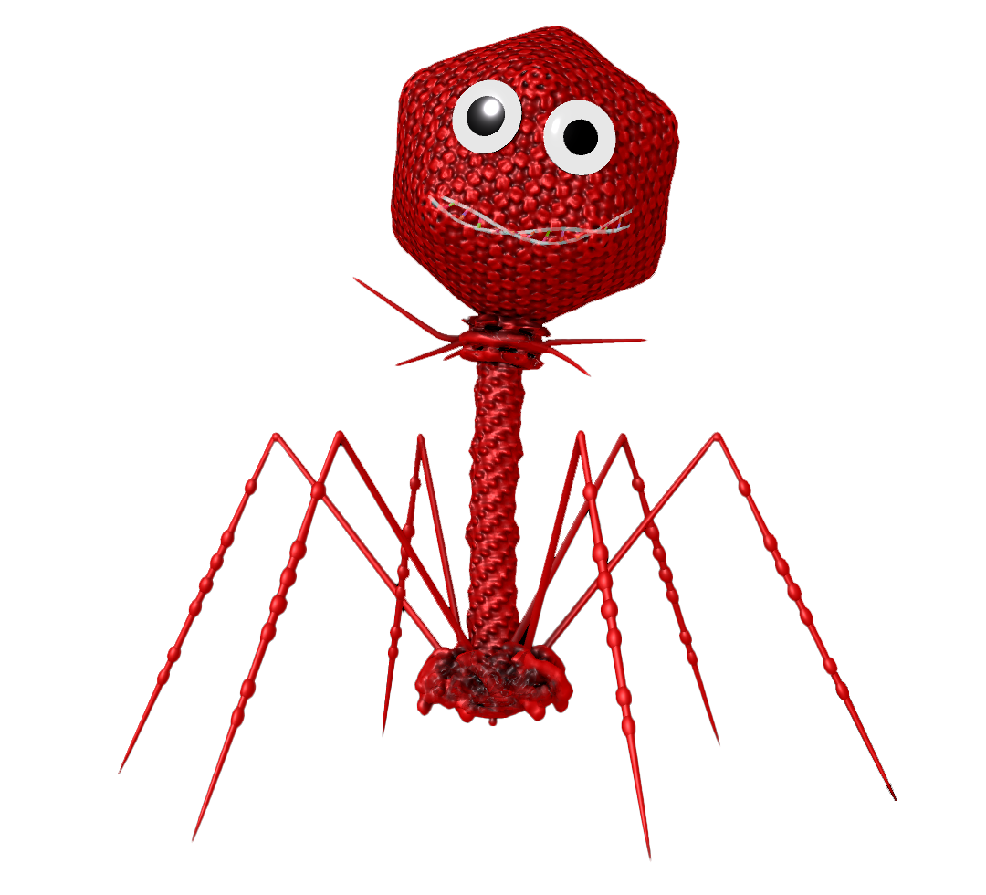 Phage-i